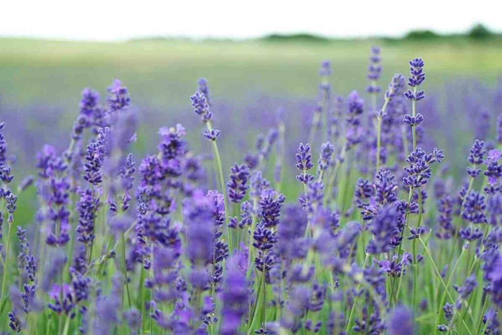 How to dry lavender, how to dried lavender