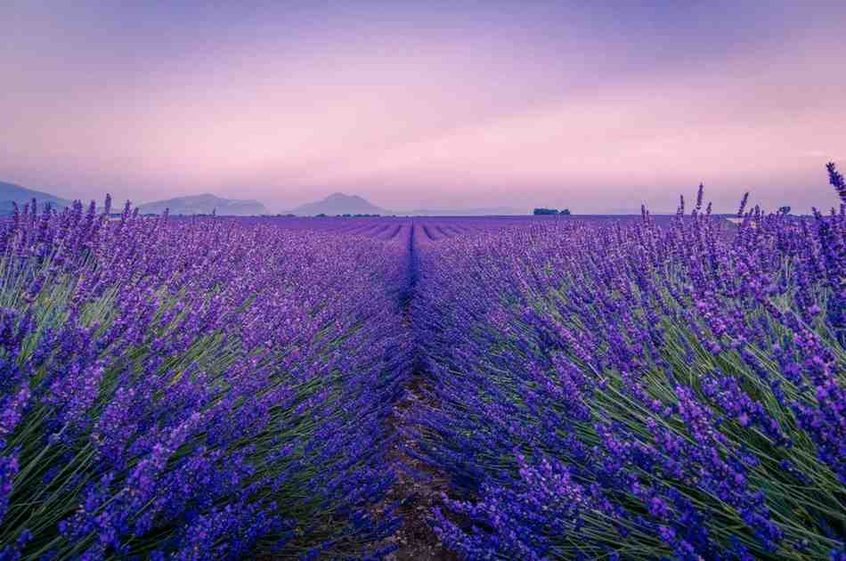 How to dry lavender
